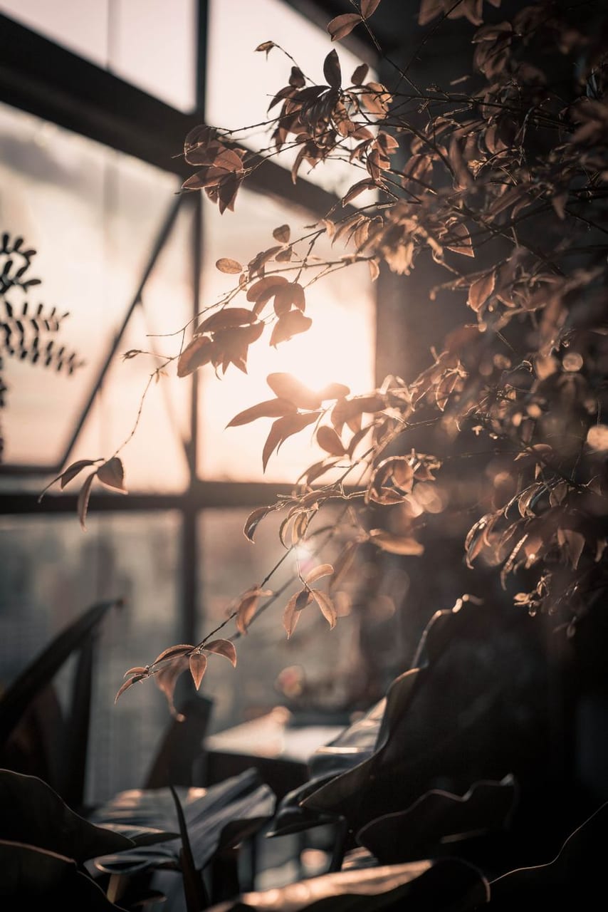 Sunlight falling through leaves into a room
