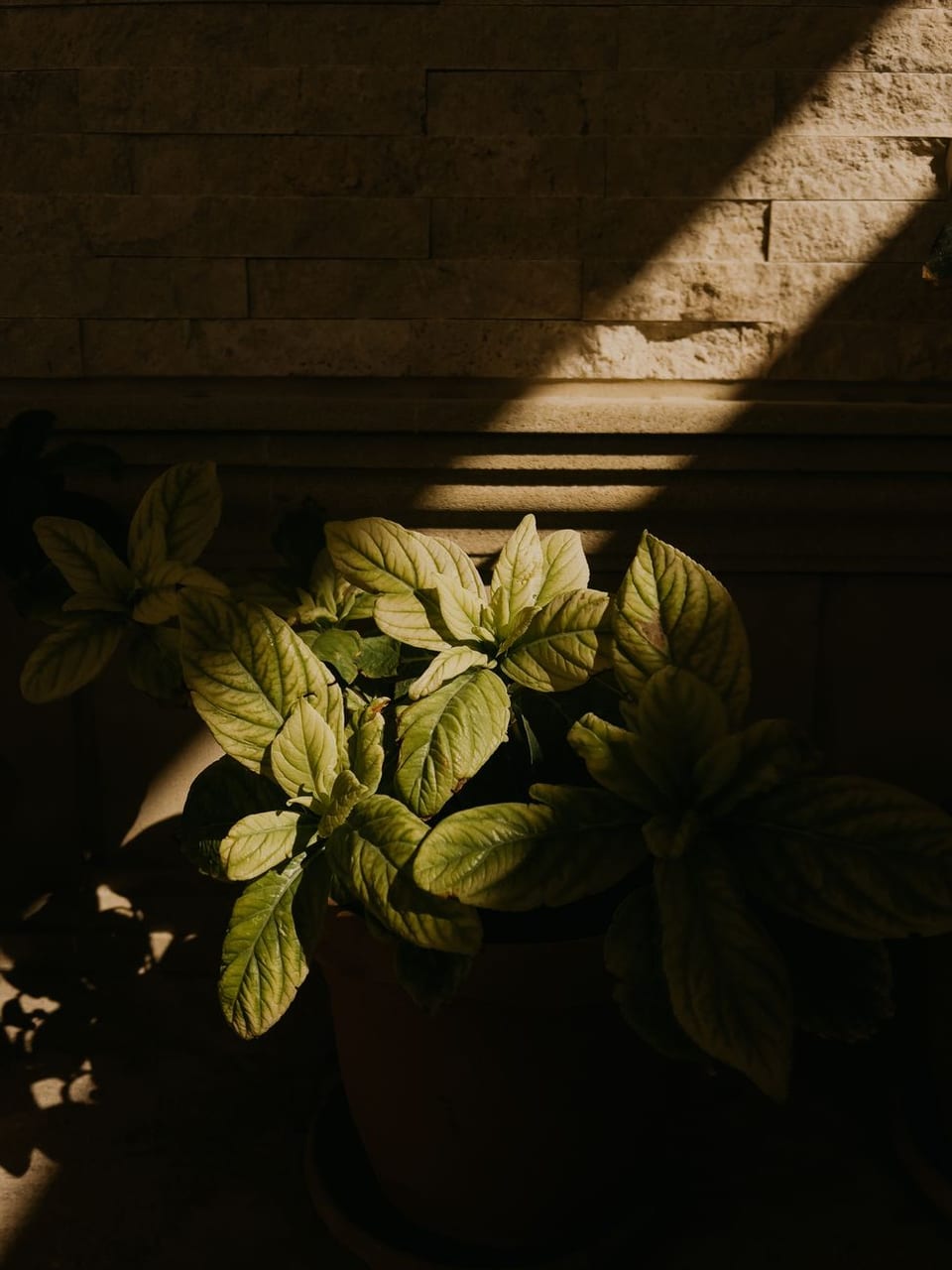 A plant casting its shadow in the sun