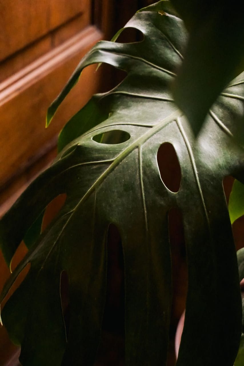 A leaf in soft, low light