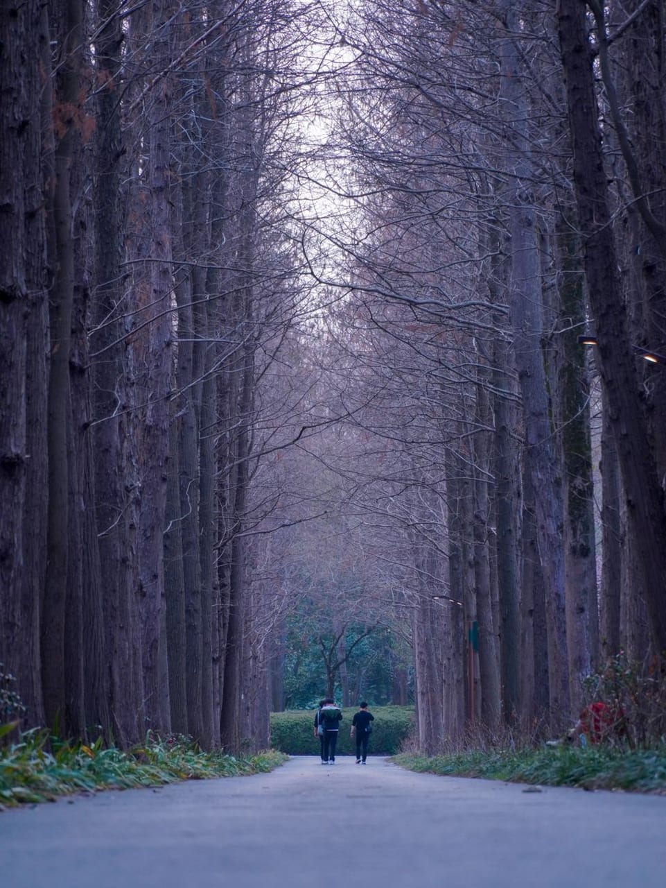 Two figures walking a misty tree-lined path