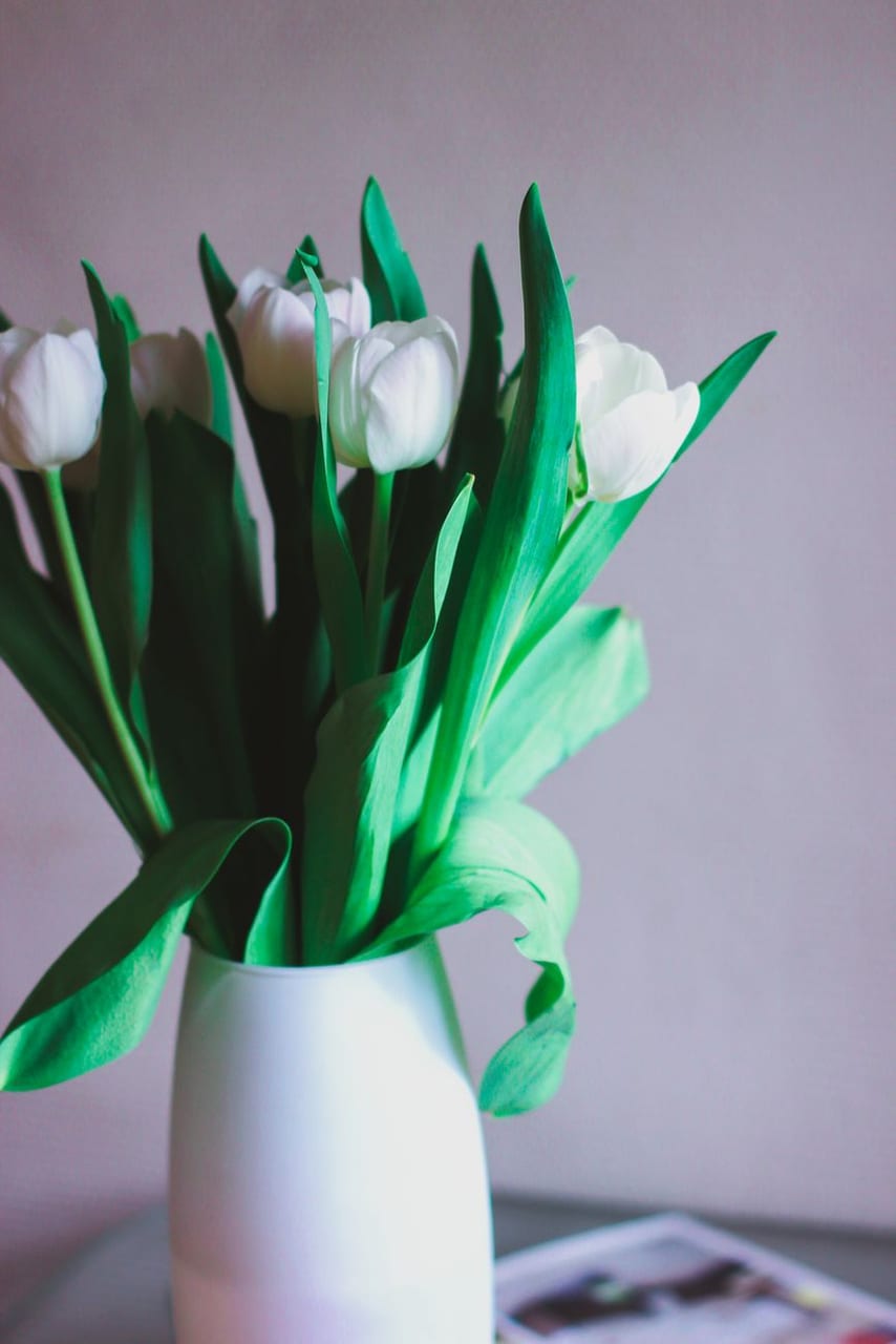 White tulips in a plain vase