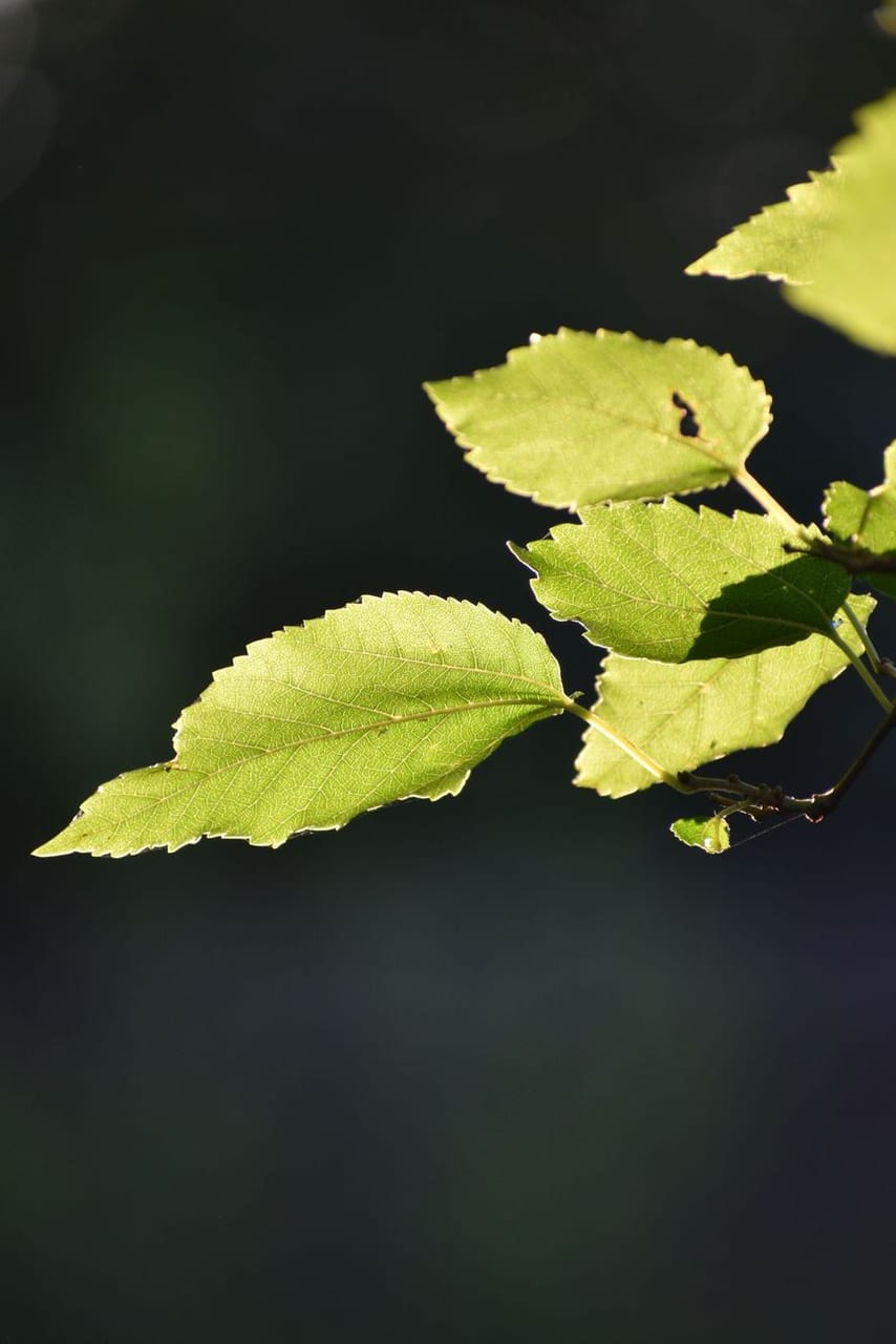 Backlit leaves, quiet green